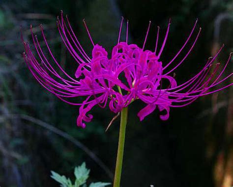 彼岸花荼蘼花|「花開荼蘼」與「荼靡花開」千年來真的有人讀懂了。